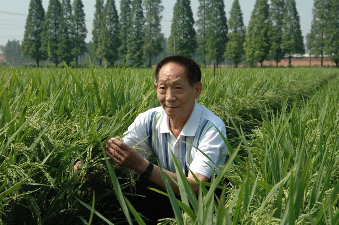55年前，袁隆平這個"叛逆"結論，跨過"禁區"